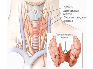 Щитовидная и паращитовидная железа